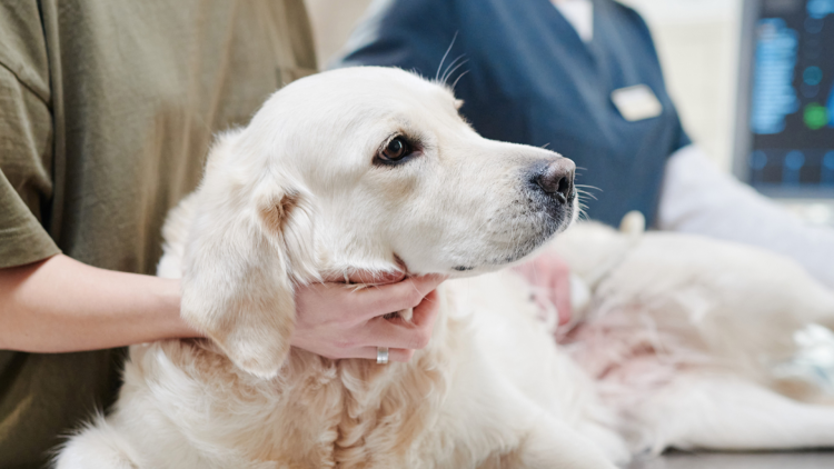 Ein Golden Retriever liegt auf einem Tierarzt-Tisch und wird untersucht.  Ein Golden Retriever liegt auf einem Tierarzt-Tisch und wird untersucht.